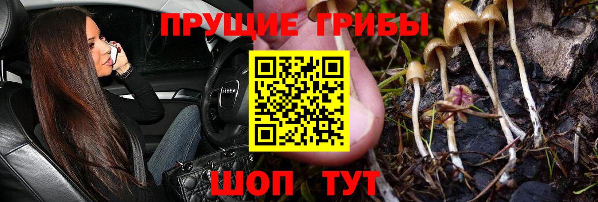 Псилоцибиновые грибы мухоморы Асино